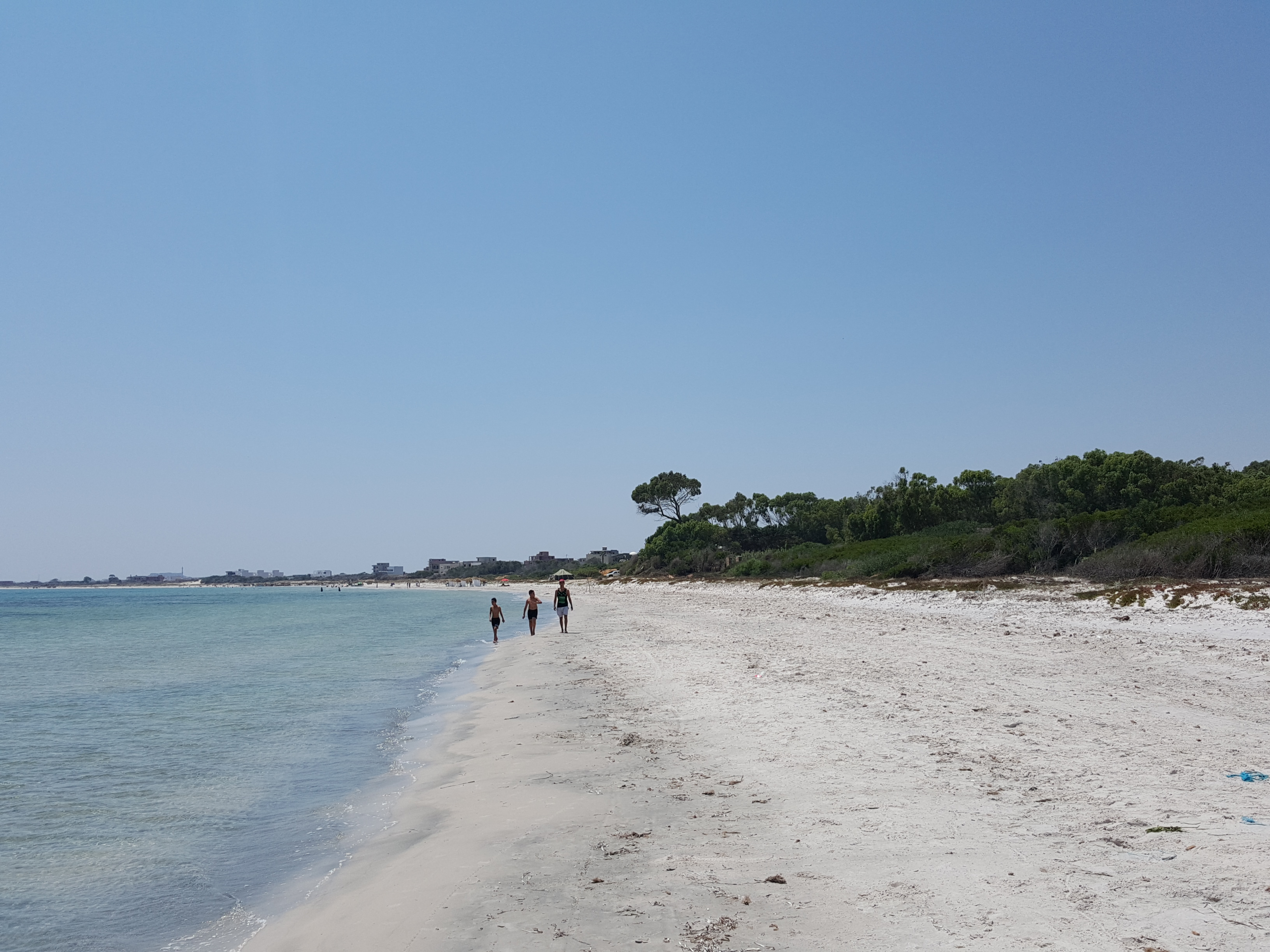 Kelibia Dar Allouche Terrain Terrain agricole Belle opportunit d investir prs dar allouche