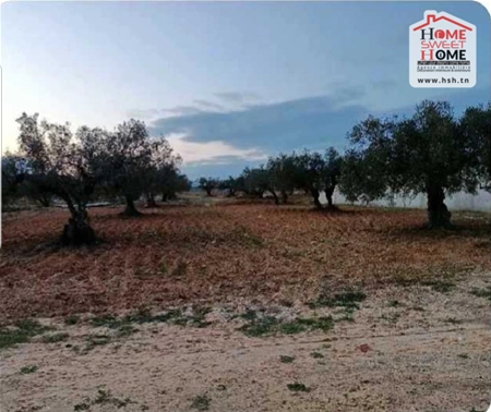 Sousse Ville&nbsp;Sousse&nbsp;Terrain&nbsp;Terrain nu&nbsp;Terrain sergio � chat mariem sousse
