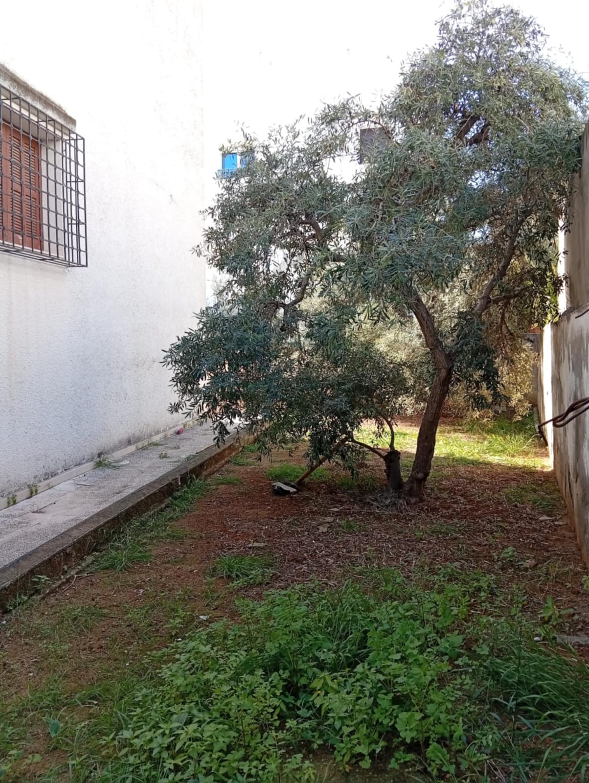 Ariana Ville El Menzah 8 Vente Maisons Une villa  retaper ou  dmolir  menzah8