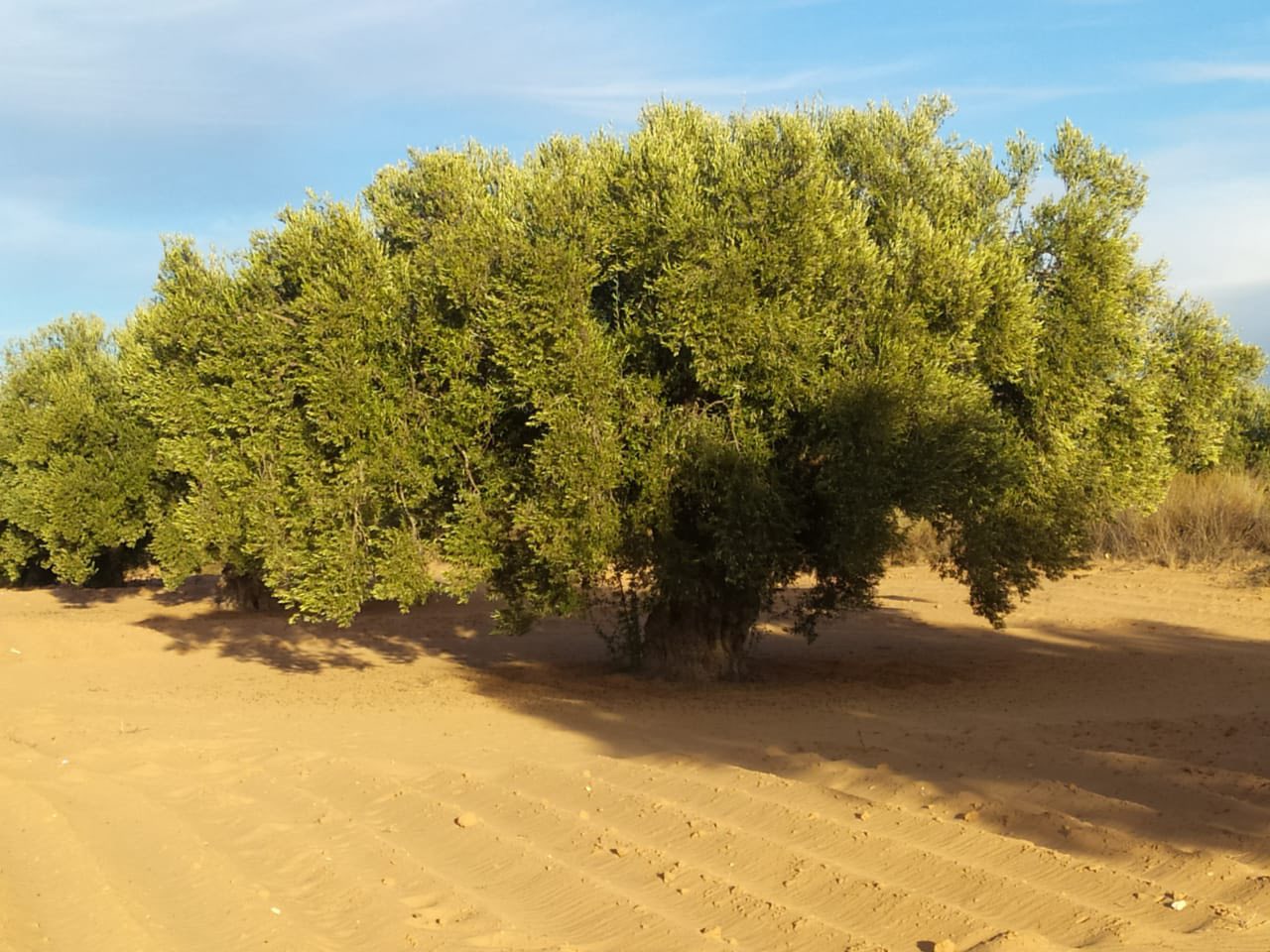 Menzel Chaker&nbsp;Menzel Hedi Chaker&nbsp;Terrain&nbsp;Terrain agricole&nbsp;Oliveraie de prestige titre foncier individuel