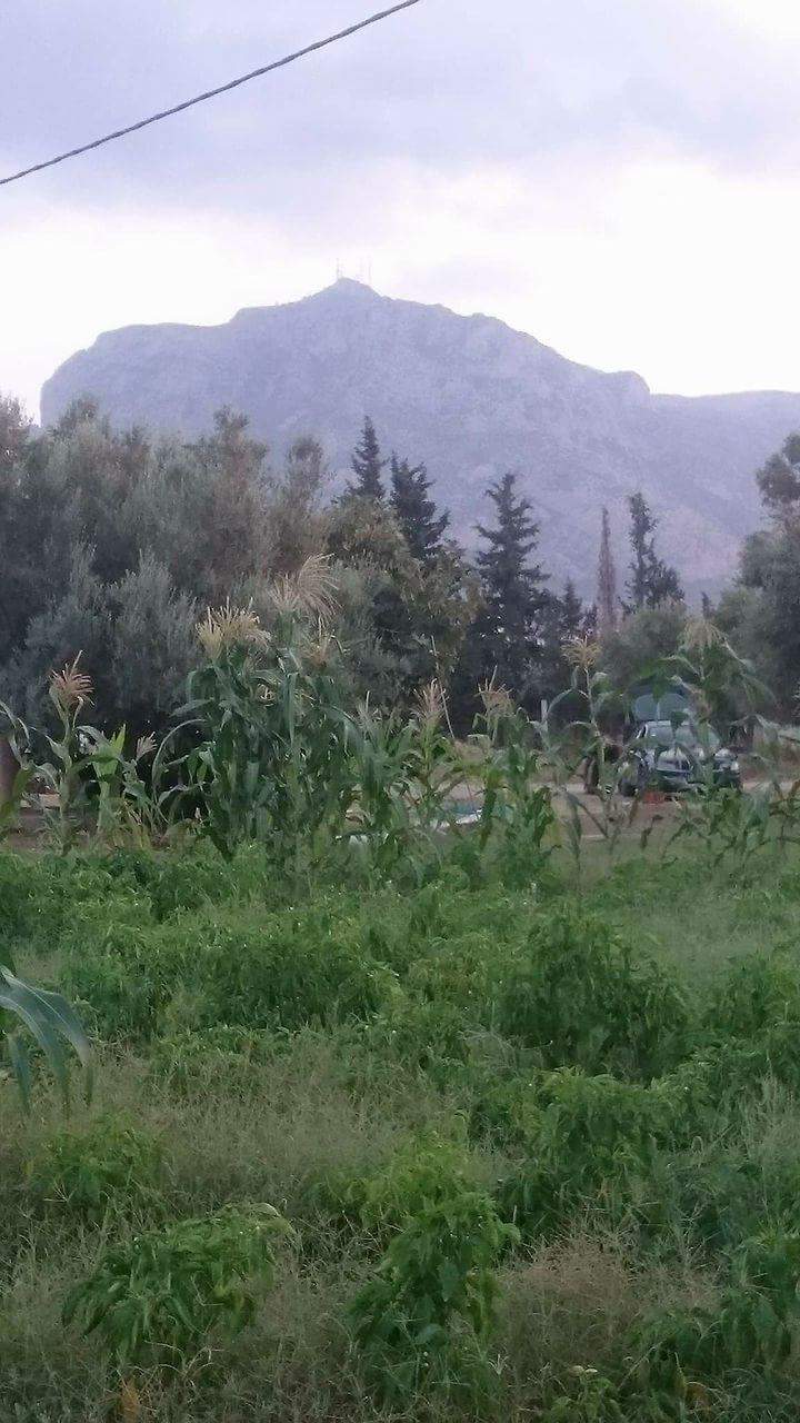 Zaghouan&nbsp;Zaghouan&nbsp;Terrain&nbsp;Terrain nu&nbsp;Lot de terrain � zaghouan