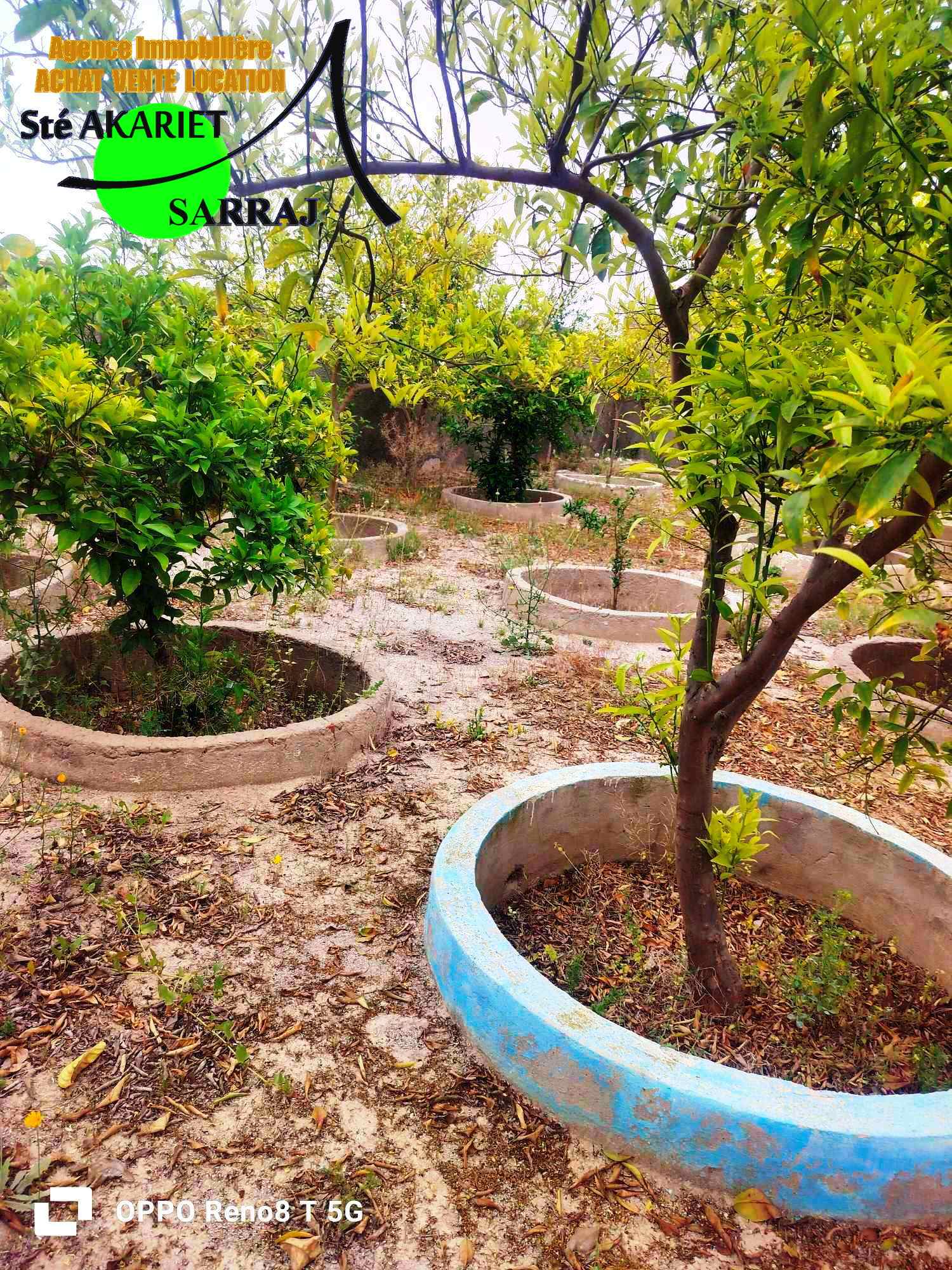 Kalaa El Kebira&nbsp;Belaoum&nbsp;Terrain&nbsp;Terrain agricole&nbsp;Senia clotur� 2 hectares � kalaa kebira baloum