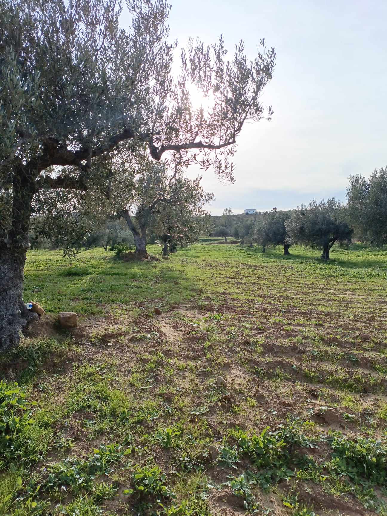 Hammamet&nbsp;Hammamet&nbsp;Terrain&nbsp;Terrain agricole&nbsp;Av terrain de 4500m � hammamet