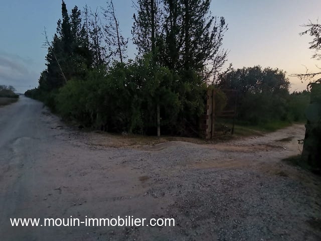 Hammamet&nbsp;Hammamet&nbsp;Terrain&nbsp;Terrain agricole&nbsp;Terrain sidra t1199 hammamet