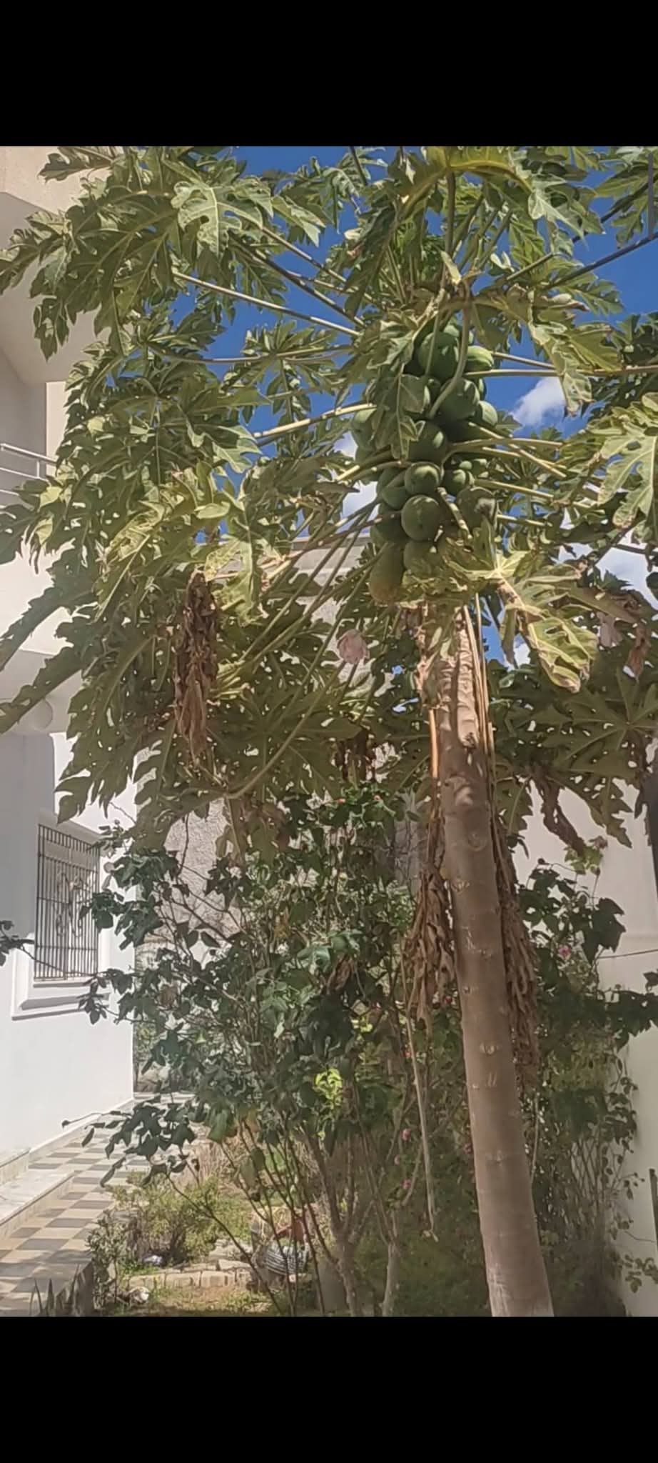 Kelibia&nbsp;Kelibia&nbsp;Location vacances&nbsp;Maisons&nbsp;Maison rdc kelibia