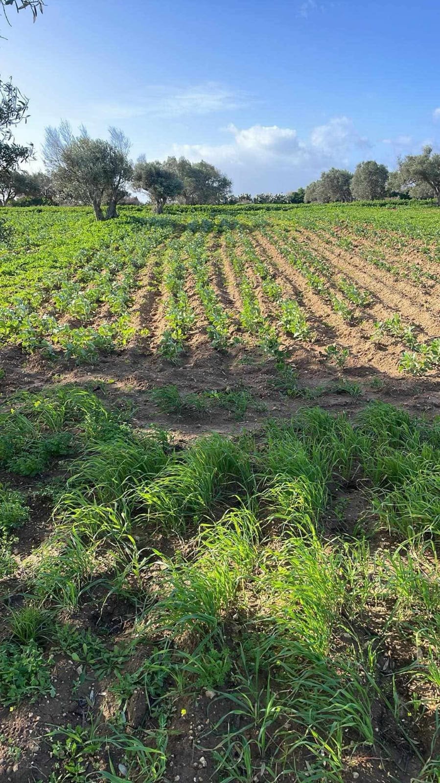 Menzel Temime&nbsp;Lebna&nbsp;Terrain&nbsp;Terrain agricole&nbsp;Senia a lebna