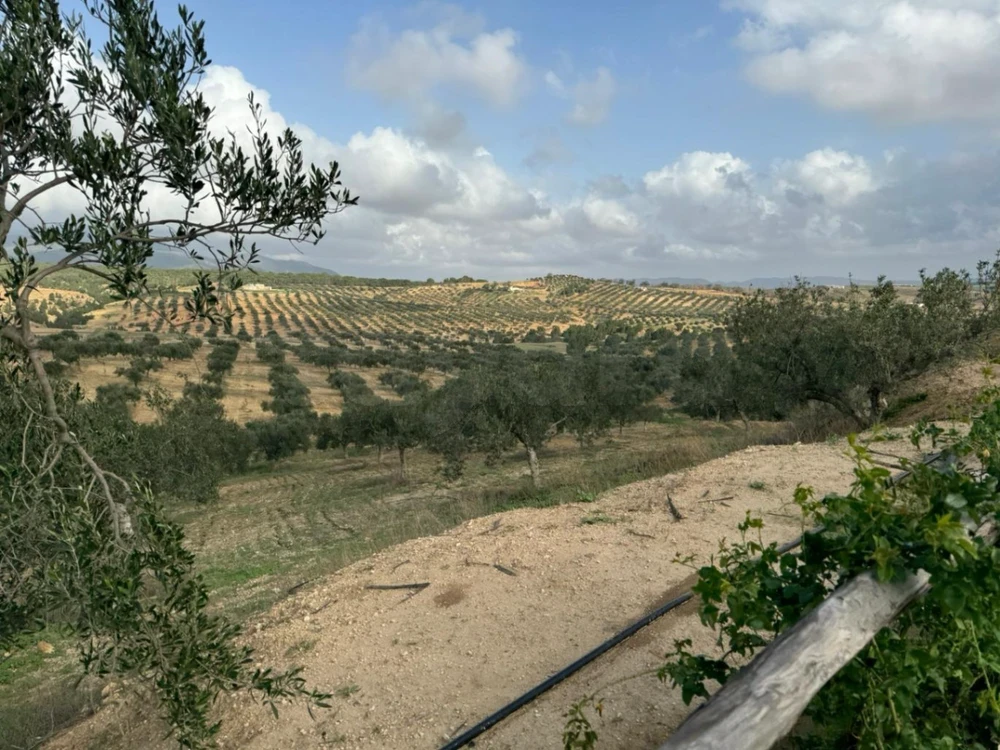 Zaghouan&nbsp;Ain Essaboune&nbsp;Terrain&nbsp;Terrain agricole&nbsp;Terrain agricole zagouan