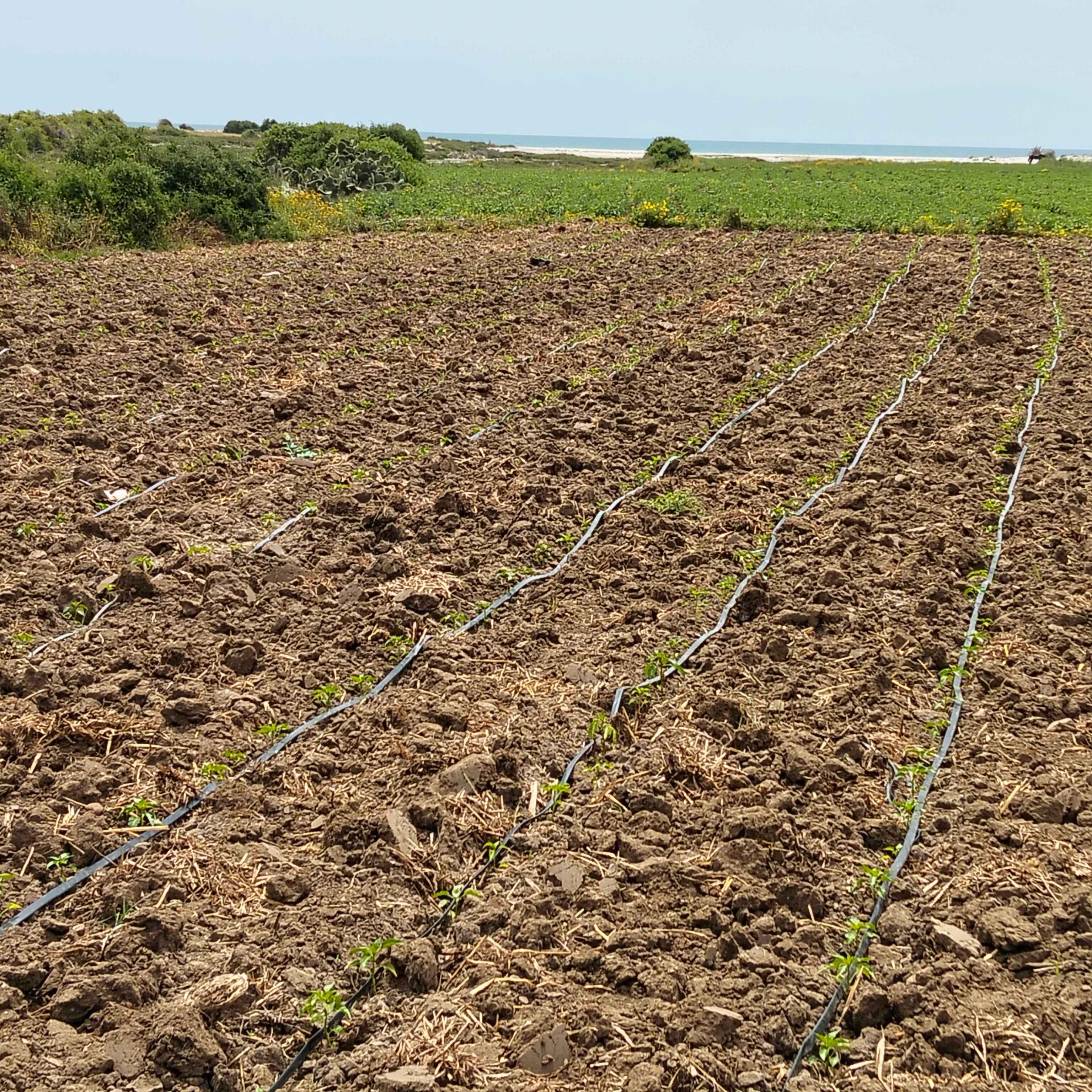 Menzel Temime&nbsp;Menzel Horr&nbsp;Terrain&nbsp;Terrain agricole&nbsp;Terrain agricole � 300 m�tre de la plage