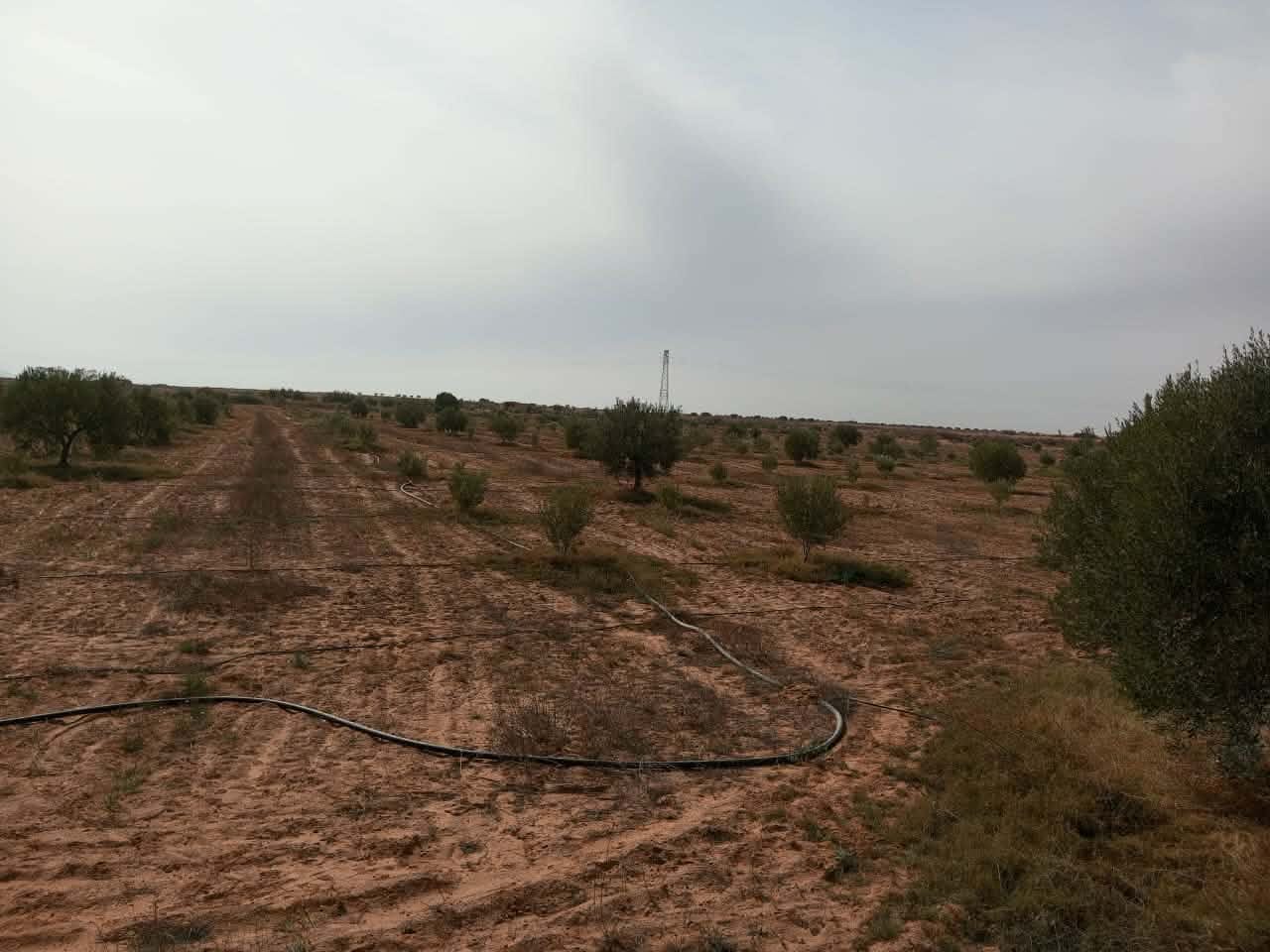 El Metouia&nbsp;El Hicha&nbsp;Terrain&nbsp;Terrain agricole&nbsp;Terrain oliviers