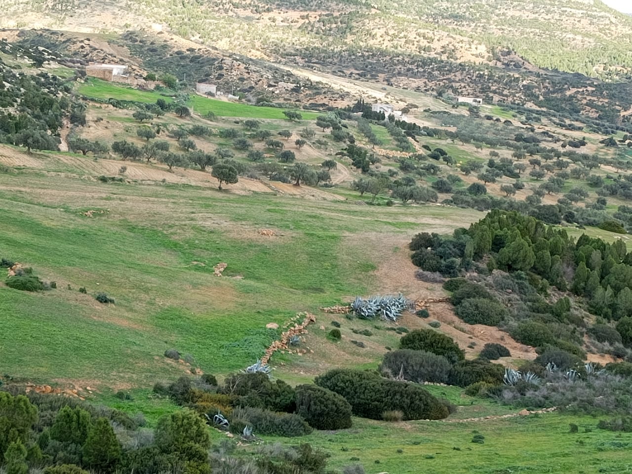 Hammamet&nbsp;Hammamet&nbsp;Terrain&nbsp;Terrain agricole&nbsp;Av 10 hectares nu � hammamet 99958728